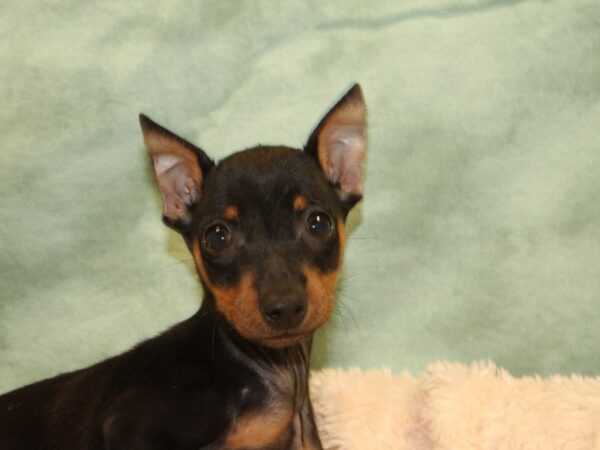 Miniature Pinscher DOG Male Black / Tan 8526 Petland Rome, Georgia