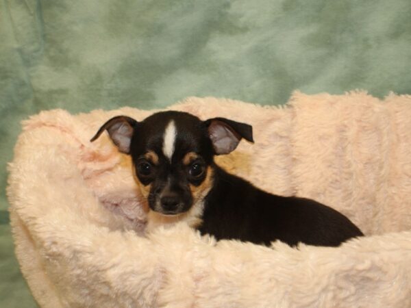 Chihuahua DOG Male Black / Tan 8525 Petland Rome, Georgia