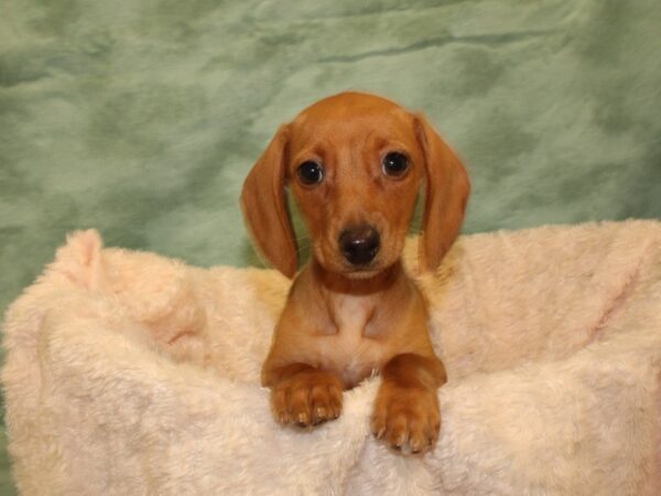 Dachshund DOG Female Red 19020 Petland Rome, Georgia