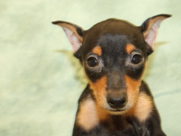 Miniature Pinscher DOG Male Black / Tan 19022 Petland Rome, Georgia