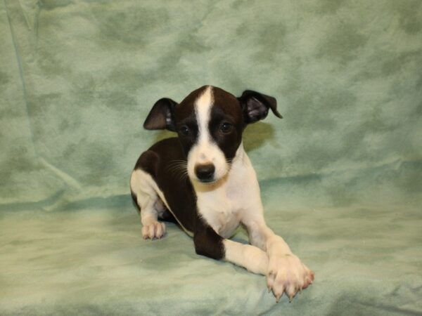 Italian Greyhound DOG Female Black / White 19021 Petland Rome, Georgia