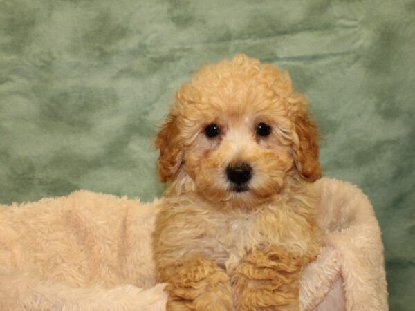 Poodle DOG Male Apricot 19023 Petland Rome, Georgia