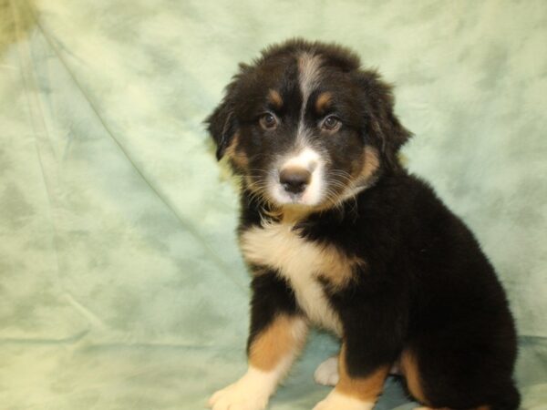 Australian Shepherd DOG Male Black 19018 Petland Rome, Georgia