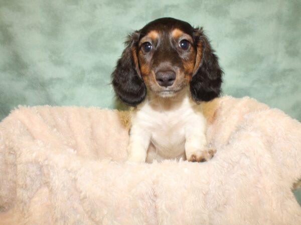 Dachshund DOG Male Black and Tan 19026 Petland Rome, Georgia