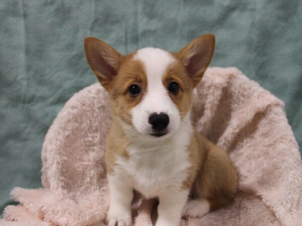 Pembroke Welsh Corgi DOG Female Red 19025 Petland Rome, Georgia