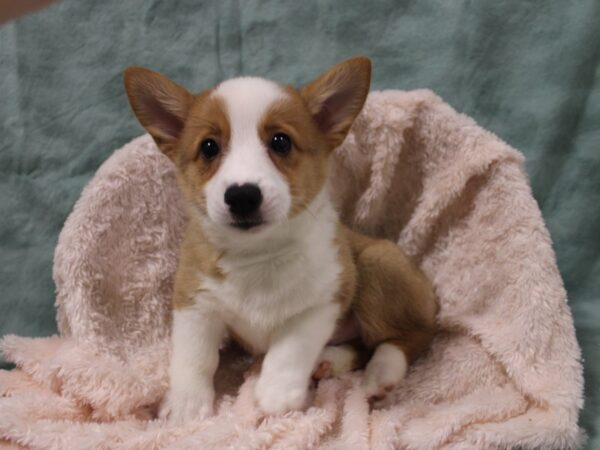 Pembroke Welsh Corgi DOG Male Red 8529 Petland Rome, Georgia