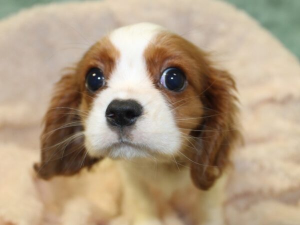 Cavalier King Charles Spaniel DOG Female Blenheim 8530 Petland Rome, Georgia