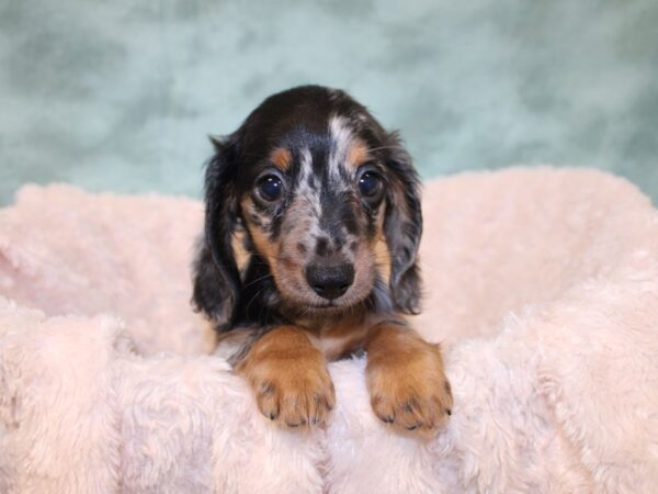 Dachshund DOG Male DAPPLE 19031 Petland Rome, Georgia