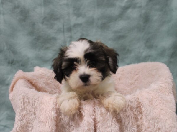 Teddy DOG Female brown white 19030 Petland Rome, Georgia