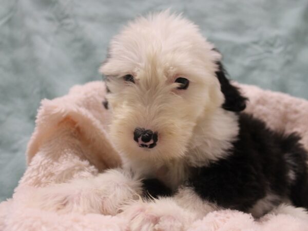 Old English Sheepdog DOG Female Black White 19029 Petland Rome, Georgia