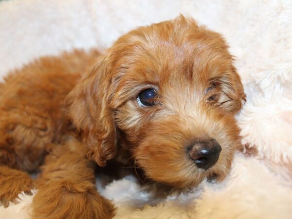 F2 MINI GOLDENDOODLE DOG Male Red 19028 Petland Rome, Georgia