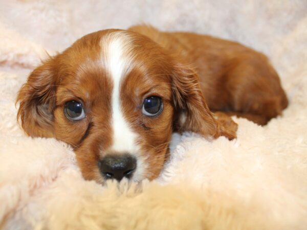 Cavalier King Charles Spaniel DOG Male RUBY 8531 Petland Rome, Georgia