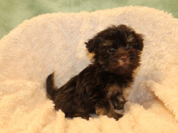 Havanese DOG Male CHOC TAN 8534 Petland Rome, Georgia