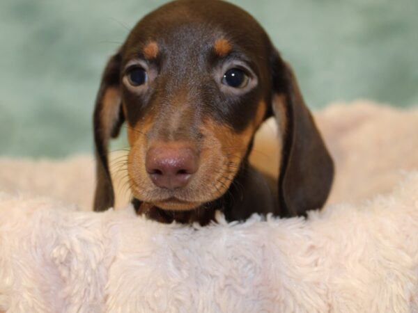 Dachshund DOG Female CHOC TAN 8533 Petland Rome, Georgia