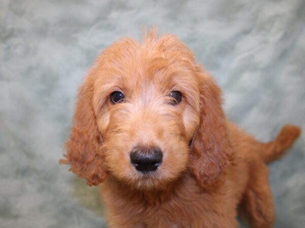 Goldendoodle DOG Female Dark Red 8528 Petland Rome, Georgia