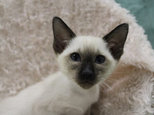 Siamese-CAT-Female-Seal Point-19034-Petland Rome, Georgia