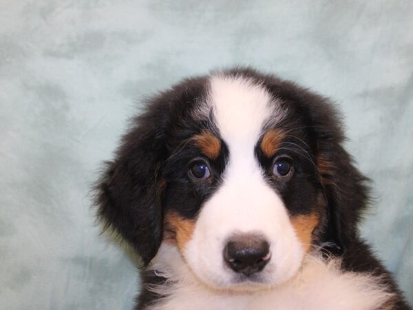 Bernese Mountain Dog DOG Male Black Rust and White 19032 Petland Rome, Georgia