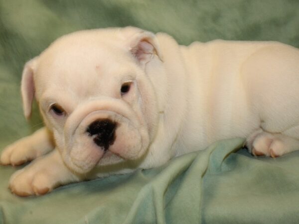 English Bulldog DOG Female Red and White 19033 Petland Rome, Georgia