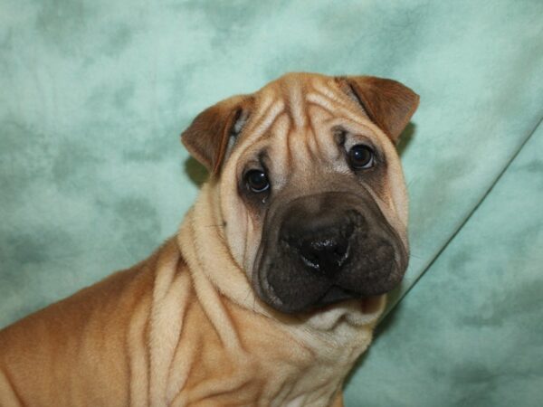 Ori Pei-DOG-Female-Fawn-19035-Petland Rome, Georgia