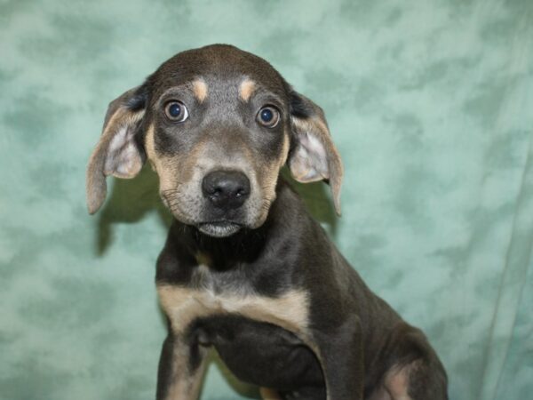 Catahoula Leopard Dog DOG Female Gray 8536 Petland Rome, Georgia