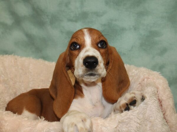 Basset Hound DOG Female Red and White 8537 Petland Rome, Georgia