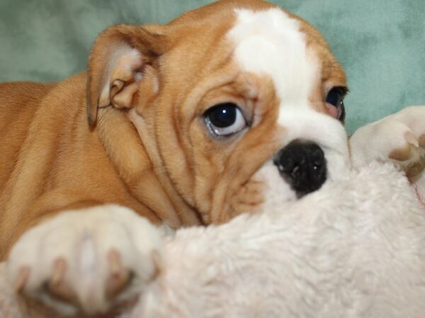 English Bulldog DOG Female Red 8535 Petland Rome, Georgia