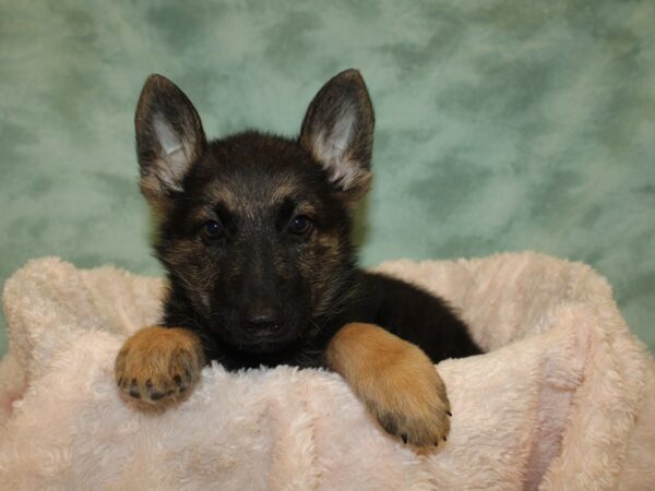 German Shepherd DOG Female 19037 Petland Rome, Georgia