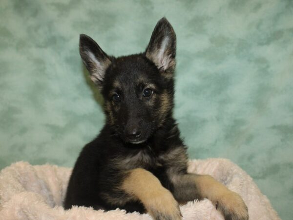 German Shepherd DOG Male 19038 Petland Rome, Georgia