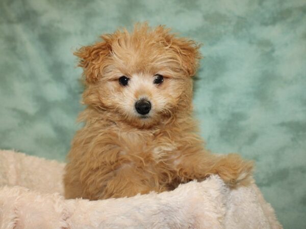 Pom-A-Poo DOG Male Fawn 19036 Petland Rome, Georgia