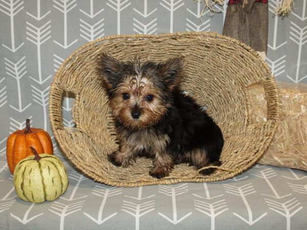 Yorkshire Terrier DOG Male Black / Tan 19040 Petland Rome, Georgia