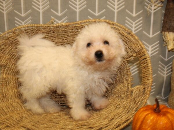 Bichon Frise DOG Male White 19043 Petland Rome, Georgia