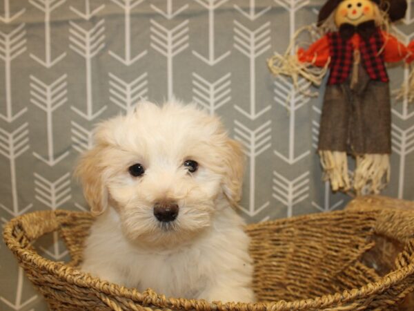 Coton De Tulear-DOG-Male-White-19045-Petland Rome, Georgia