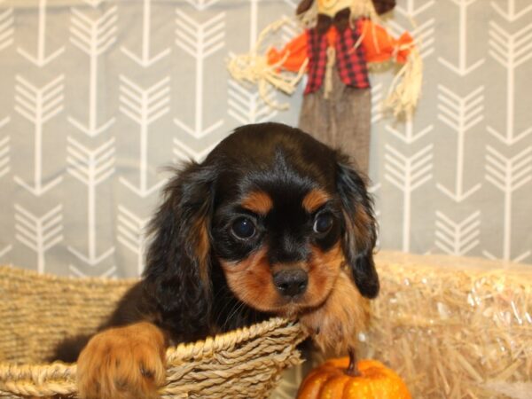 Cavalier King Charles Spaniel DOG Male Black and Tan 19044 Petland Rome, Georgia