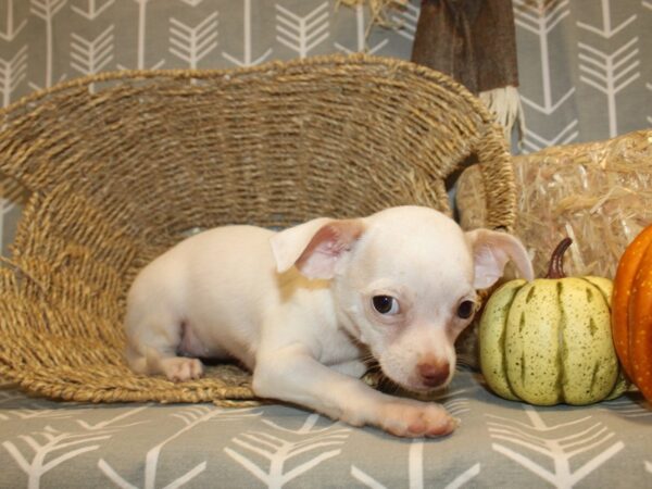 Chihuahua DOG Female White 8541 Petland Rome, Georgia