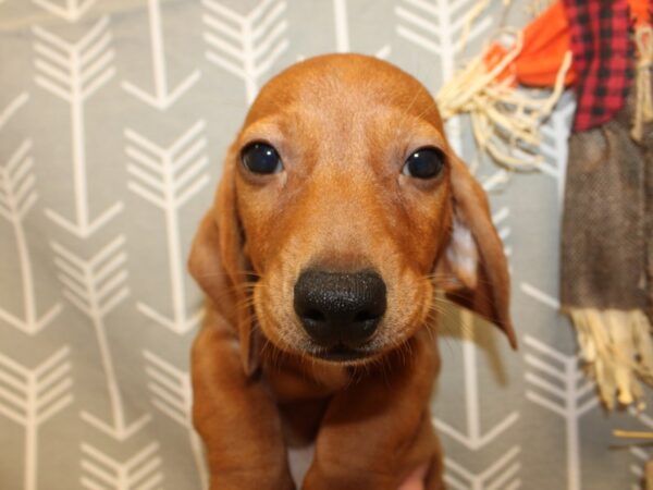 Dachshund DOG Male Red 8540 Petland Rome, Georgia