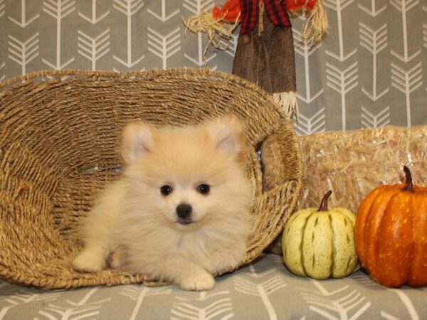 Pomeranian DOG Male Cream 8538 Petland Rome, Georgia