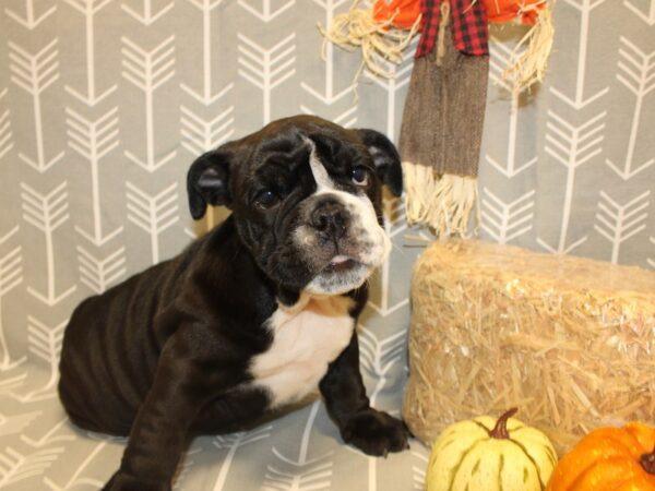 English Bulldog DOG Female Black / White 8539 Petland Rome, Georgia