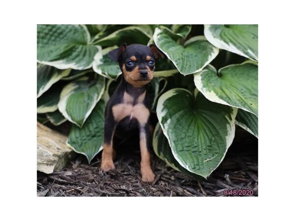 Miniature Pinscher DOG Female Black / Rust 8552 Petland Rome, Georgia