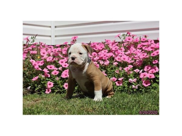 Olde Bulldog DOG Male Brown / White 8555 Petland Rome, Georgia