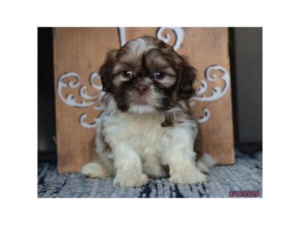 Shih Tzu DOG Female Chocolate / White 8558 Petland Rome, Georgia