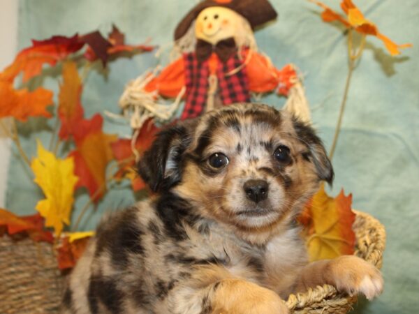 Chihuahua DOG Female SILVER DAPPLE 19056 Petland Rome, Georgia