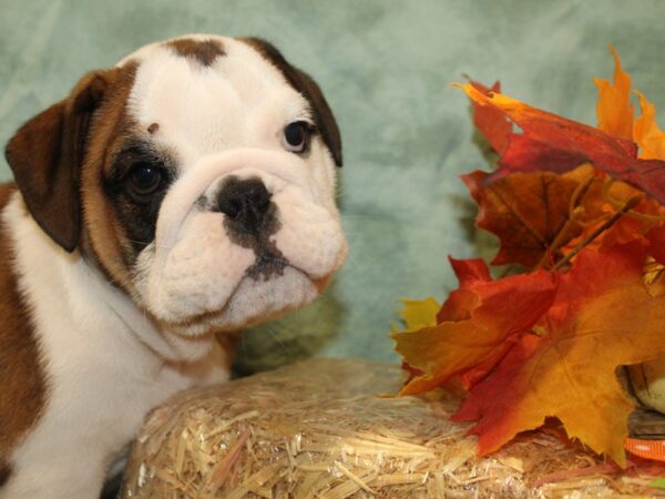 English Bulldog DOG Male FAWN WH 19053 Petland Rome, Georgia