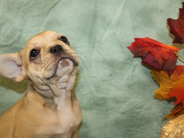 French Bulldog DOG Female FAWN 19048 Petland Rome, Georgia