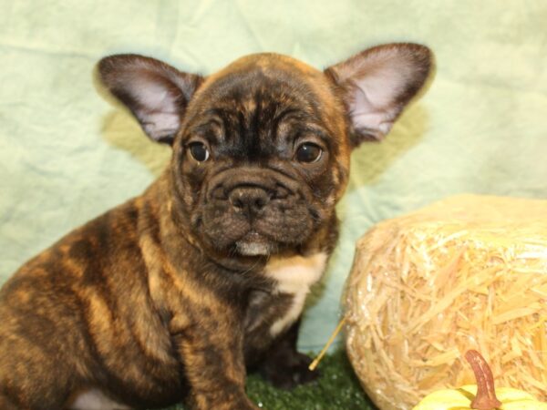 French Bulldog DOG Male BRINDLE 19049 Petland Rome, Georgia