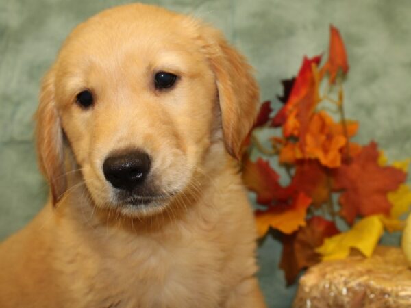 Golden Retriever DOG Male Golden 19047 Petland Rome, Georgia