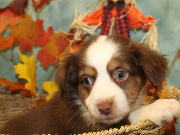 Mini Aussie-DOG-Male-RED TRI-19050-Petland Rome, Georgia