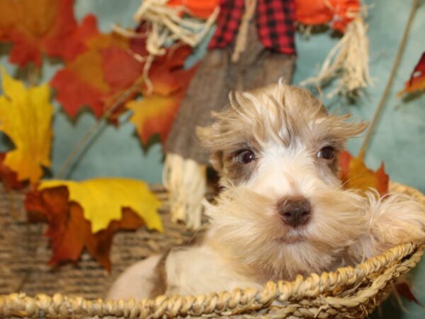 Mini Schnauzer-DOG-Male-LIVER MERLE-19052-Petland Rome, Georgia