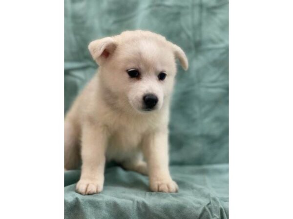 Huskimo-DOG-Female-SILVER WHITE-8543-Petland Rome, Georgia