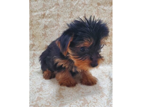 Yorkshire Terrier DOG Female BLK TAN 8569 Petland Rome, Georgia