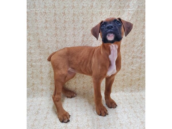 Boxer DOG Female Fawn 8559 Petland Rome, Georgia